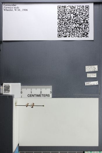 Media type: image;   Entomology 552252